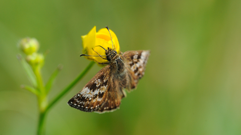 A dingy skipper butterfly on a yellow flower