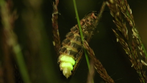 Glow worm credit Chris Loades