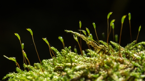 Hypnum cupressiforme at Raveley Wood NR