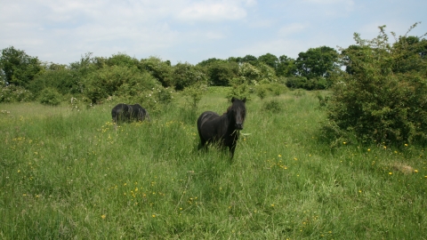 Lancot Meadow credit. Pat Doody