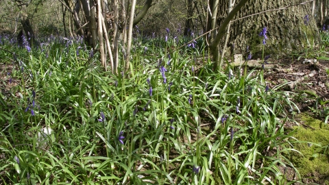 Landpark Wood credit. Wildlife Trust