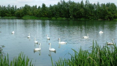 Swans at Summer Leys