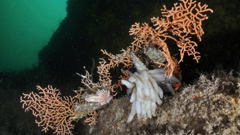 Coral and other under the sea fauna by Linda Pitkin/2020Vision