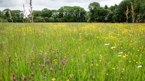 Southorpe Meadow