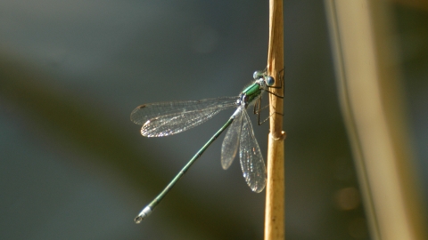 emerald damsel fly
