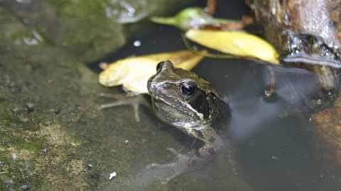 amphipians