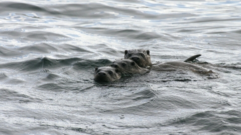 Otters
