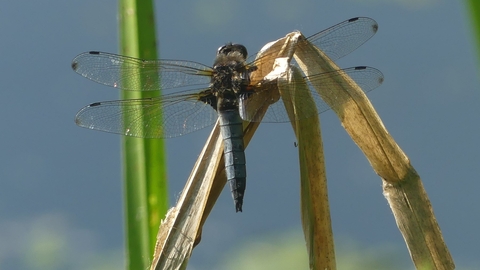 Scarce chaser dragonfly 