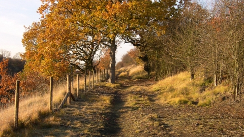 Sharnbrook Summit credit. Wildlife Trust