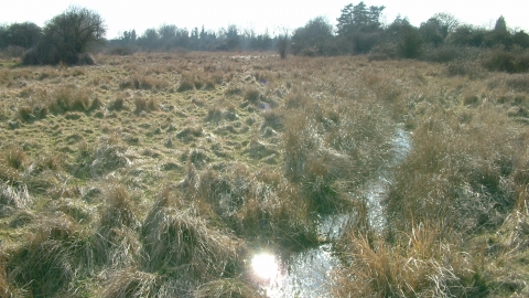 Shepreth L Moor credit. Mark Ricketts