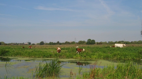 Stanground Wash credit. Wildlife Trust