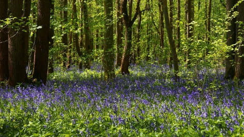 Waresley & Gransden Woods