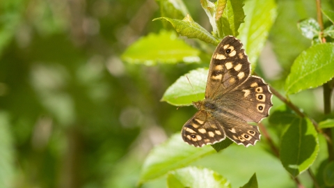 Speckled wood butterfly