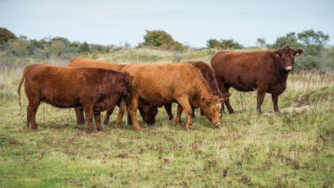 Conservation cattle grazing