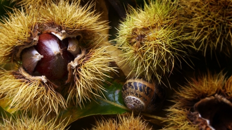 Autumn - sweet chestnuts