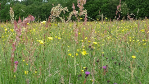 Fancott Meadows credit. Wildlife Trust