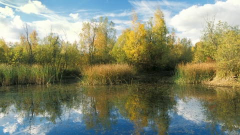 Felmersham Pits NR in autumn credit. Richard Revels