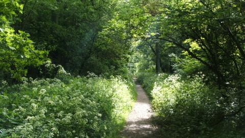Woodland path in Kings's Wood in Northamptonshire