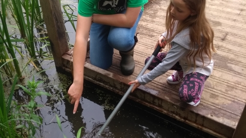 Nene Wetlands pond dipping