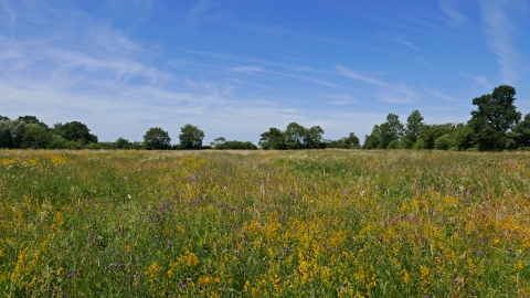 Upwood Meadows 