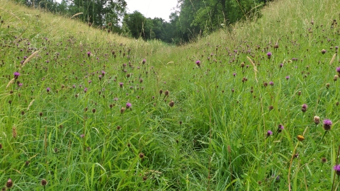 Pingle Cutting credit. Wildlife Trust