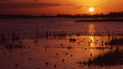 sunset Ouse Washes credit. Gary Dean