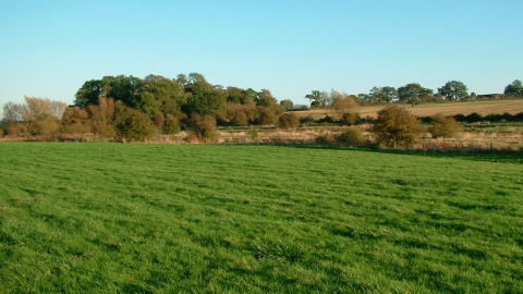 Tailby Meadow