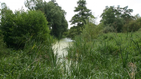 Arlesey Old Moat credit. Pat Doody