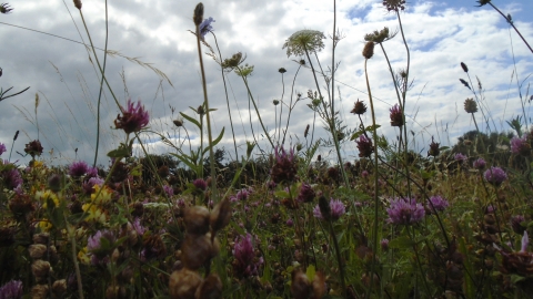 The Hayfield, Blow's Downs by Esther Clarke