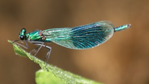 Banded demoiselle m. credit. Pat Doody