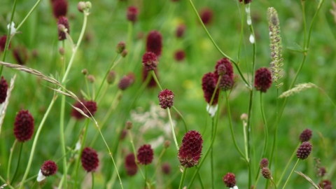 Great Burnet at Boddington Meadow NR 