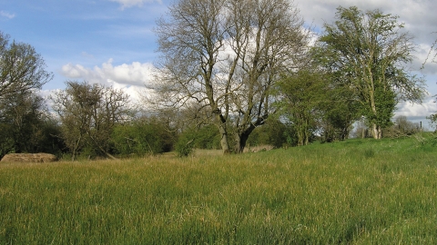 Dropshort marsh