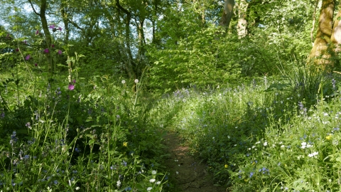 Woodland flowers in High Wood NR