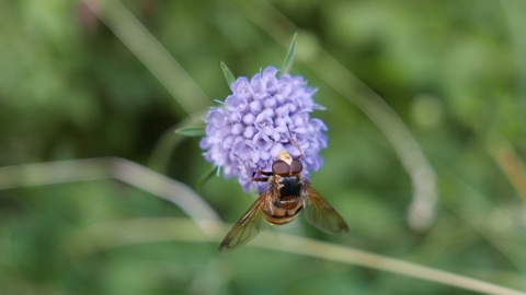 Devil's bit scabious and hoverfly