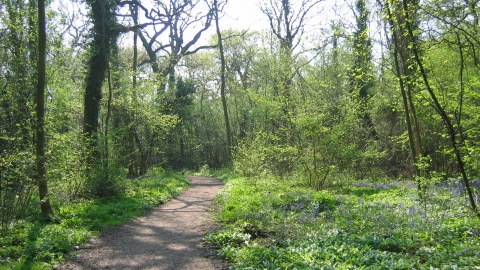 Thorpe Wood credit. Peter Wakely / English Nature