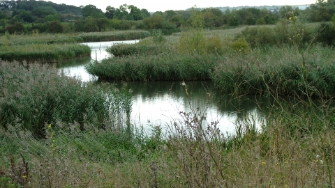 Storton's Pits credit. Wildlife Trust