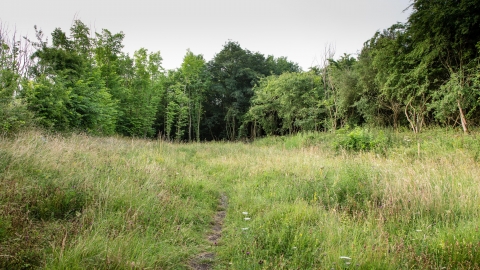 Woodwalton Marsh 