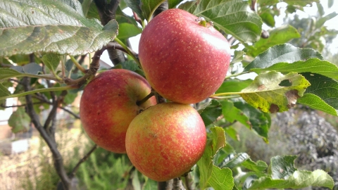 Apples