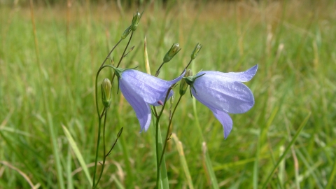 Wansford Pasture harebells