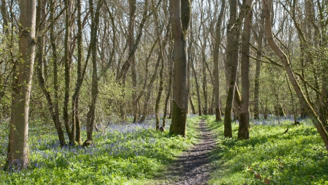 Wistow wood 