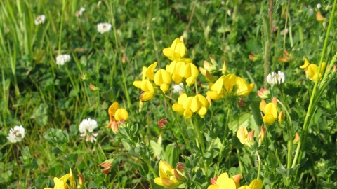 Bird's-foot trefoil 