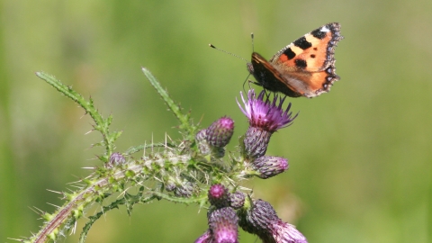 Small tortoiseshell on thistle