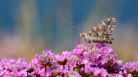 Painted lady butterfly