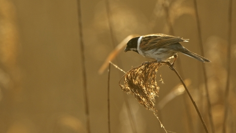 Reed bunting