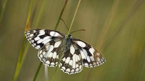 Marbled white 