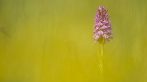 Common spotted orchid