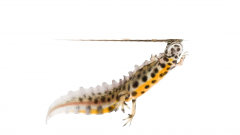 Smooth newt illustration