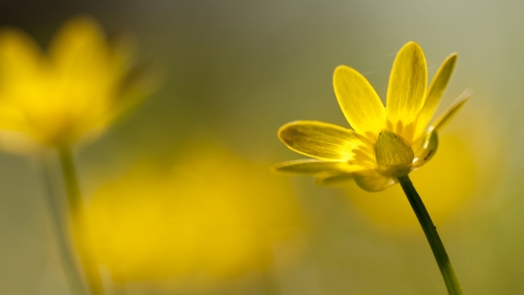 Lesser celandine