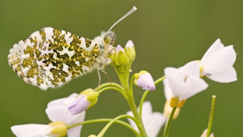 Orange-tip butterfly 