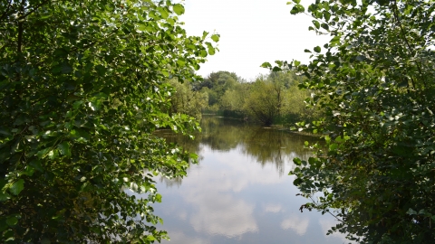 A view across the water between two trees
